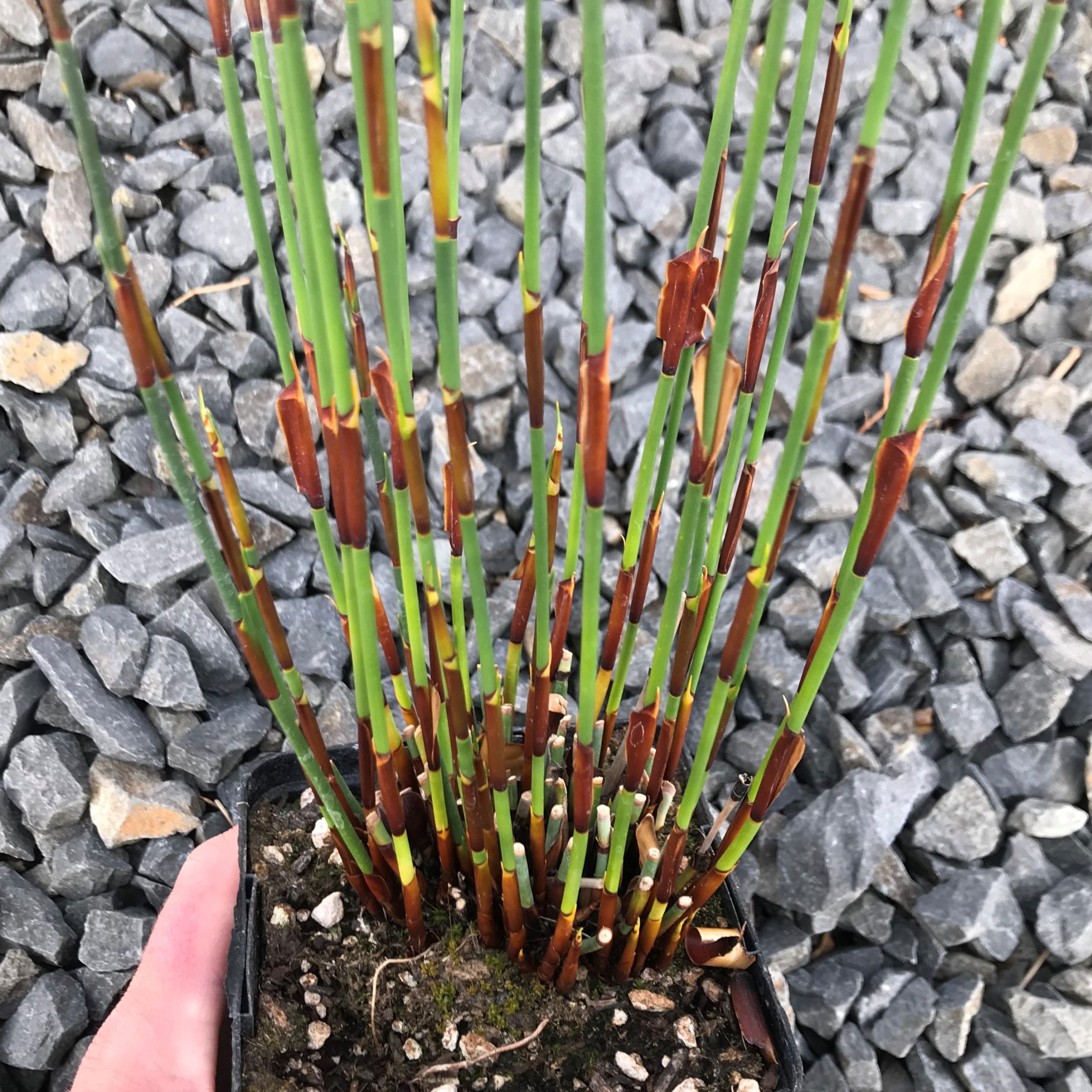 Chondropetalum tectorum - Cape Rush (4.5" Pot) - Image 2