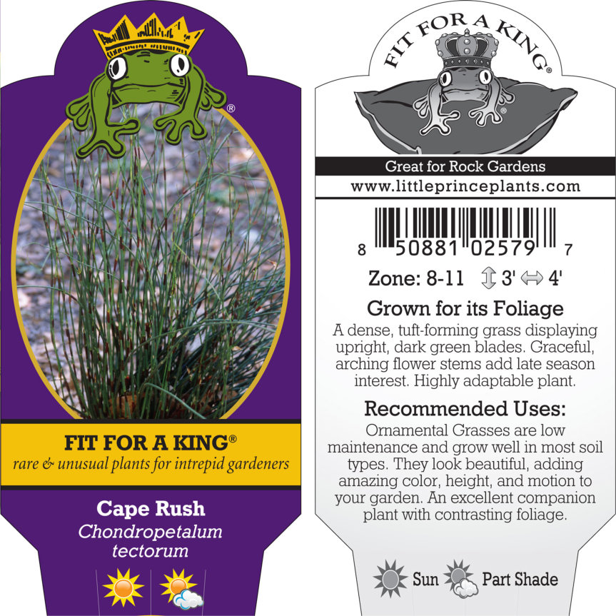 Chondropetalum tectorum - Cape Rush (4.5" Pot) - Image 4