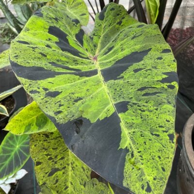 Colocasia esculenta 'Mojito' - Imperial Taro USPP #21,995 (#1 Round)