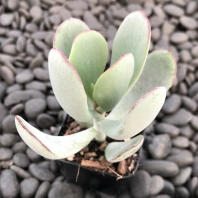 Cotyledon orbiculata 'Silver Peak' (2" Pot)