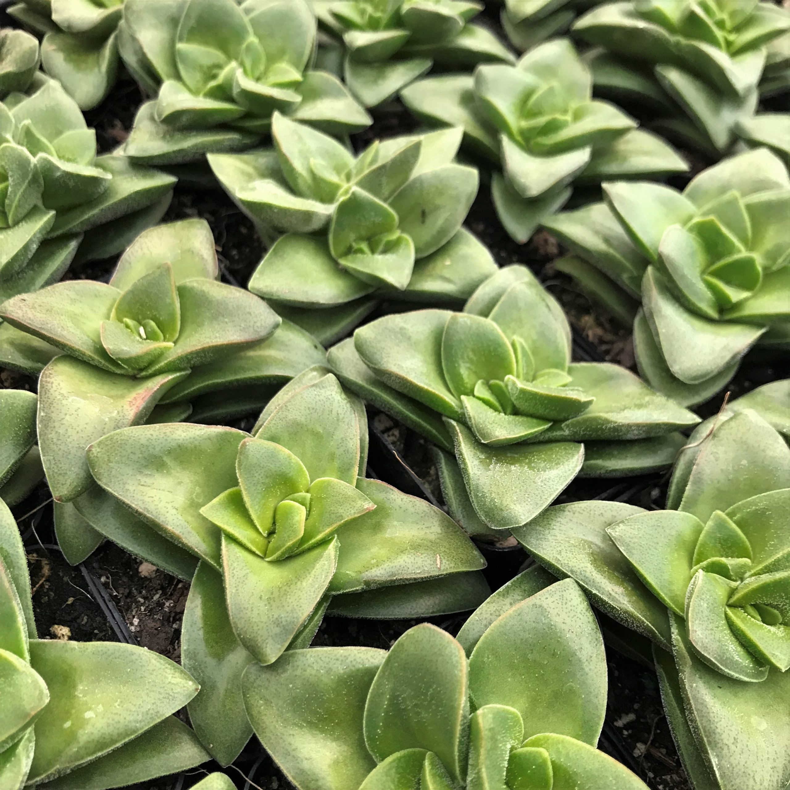 Crassula rupestris 'Springtime' (2" Pot) - Image 2