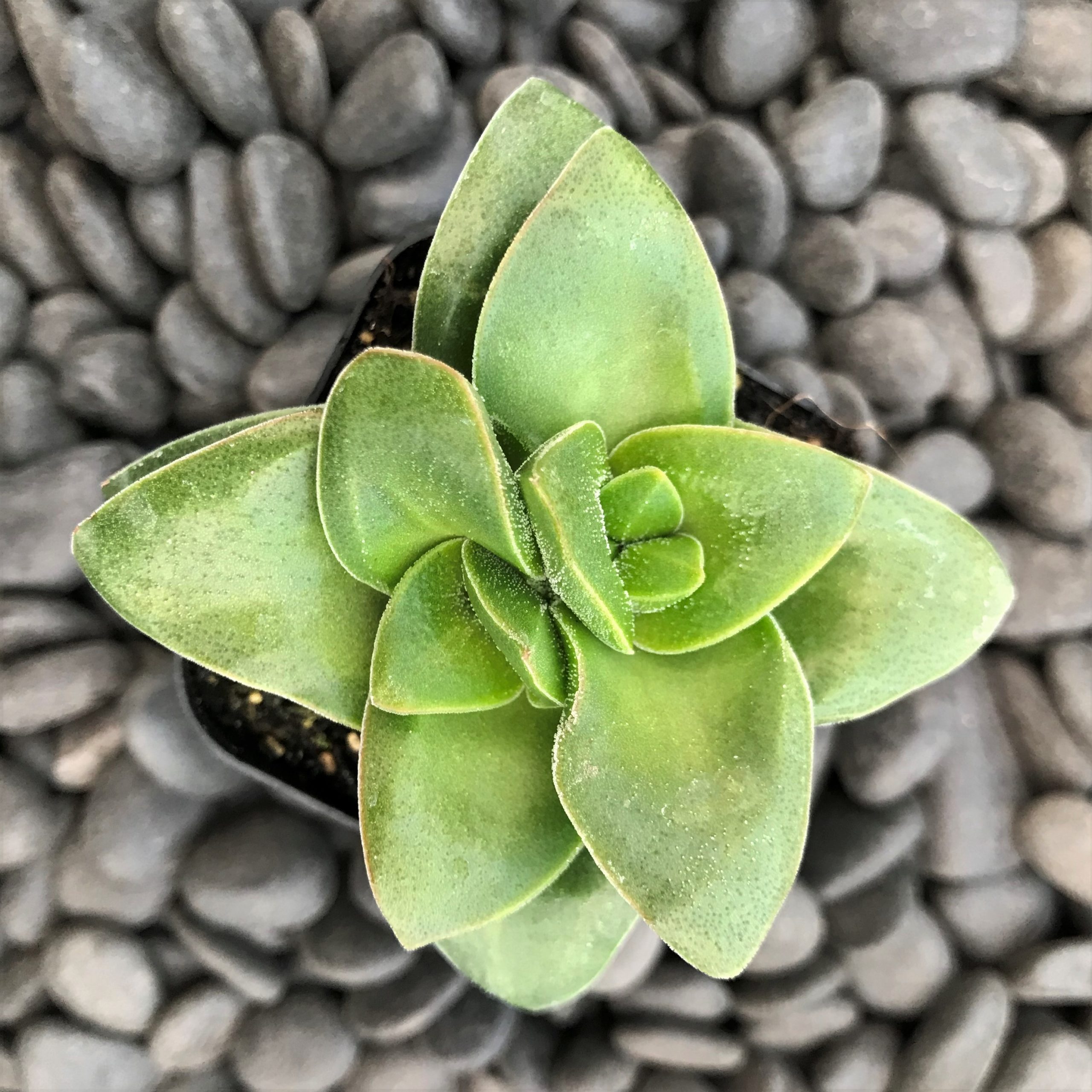 Crassula rupestris 'Springtime' (2" Pot) - Image 6