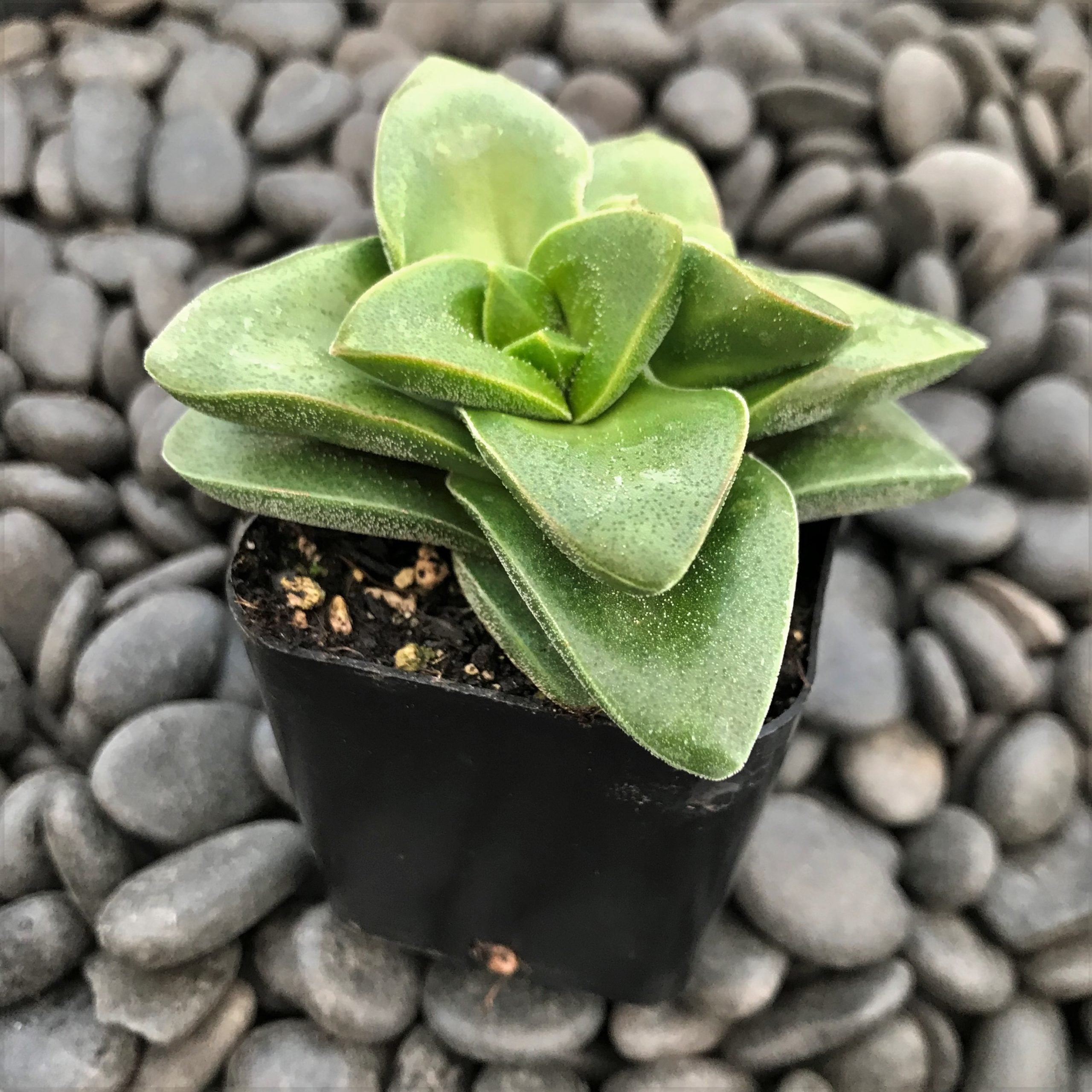 Crassula rupestris 'Springtime' (2" Pot) - Image 4