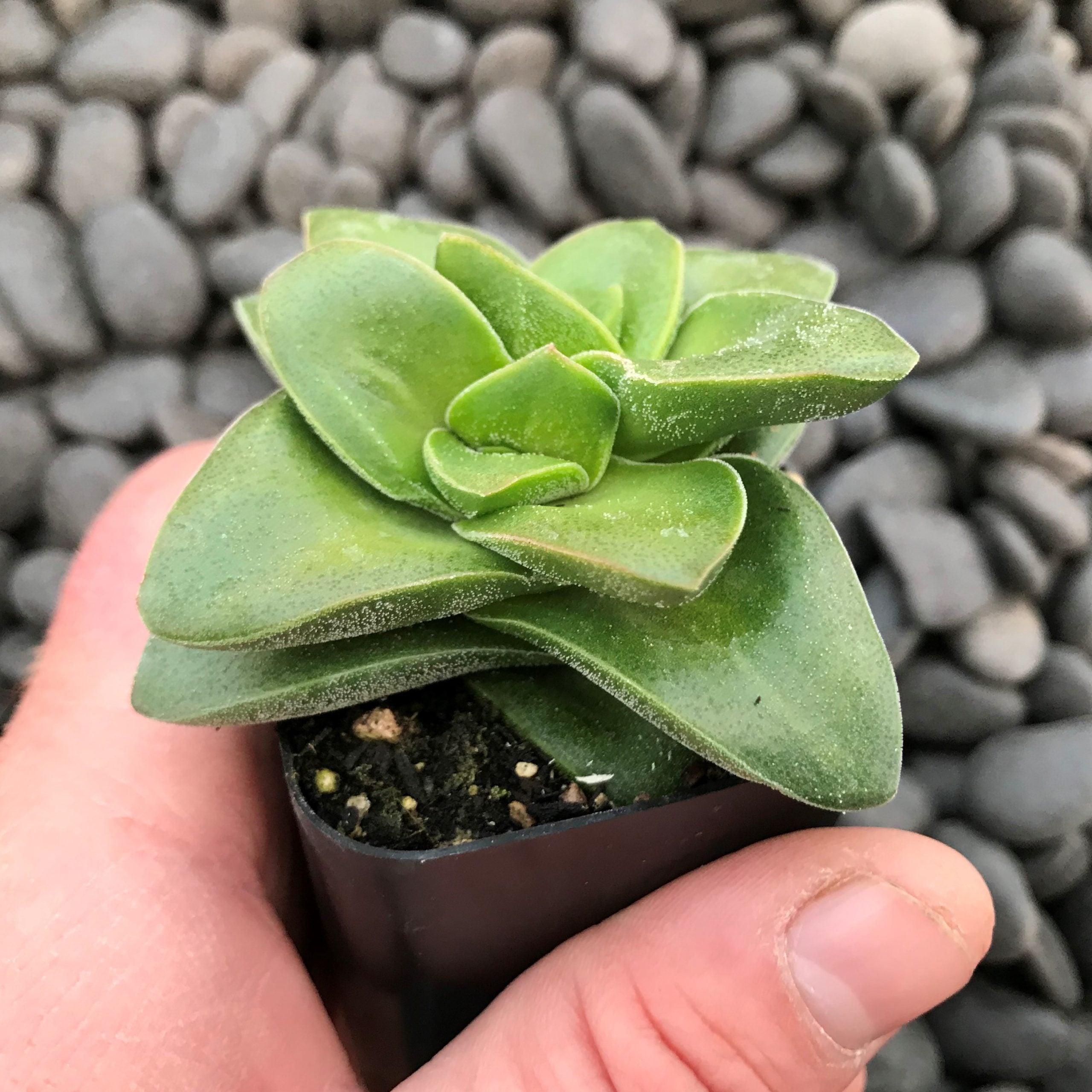 Crassula rupestris 'Springtime' (2" Pot) - Image 7
