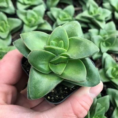 Crassula rupestris 'Springtime' (2" Pot)