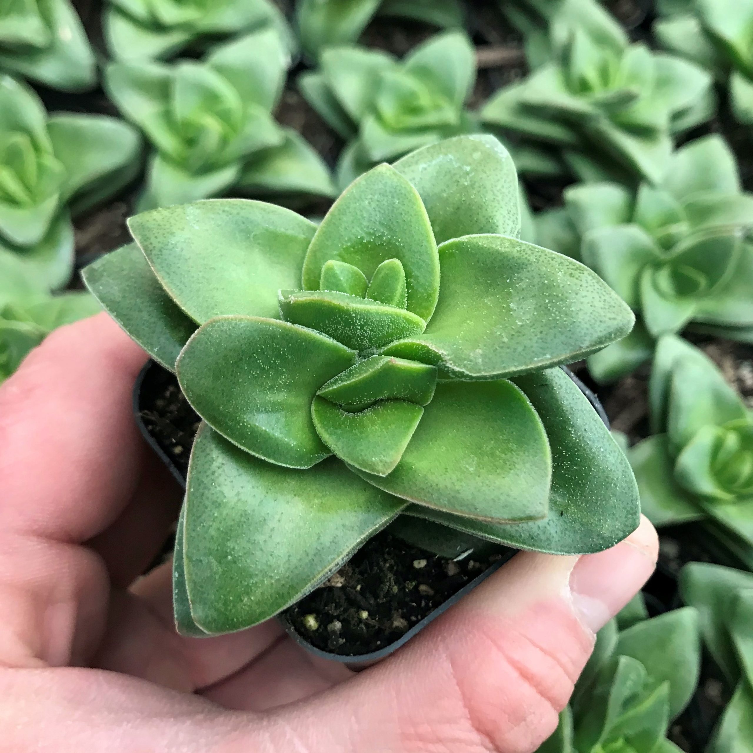 Crassula rupestris 'Springtime' (2" Pot)