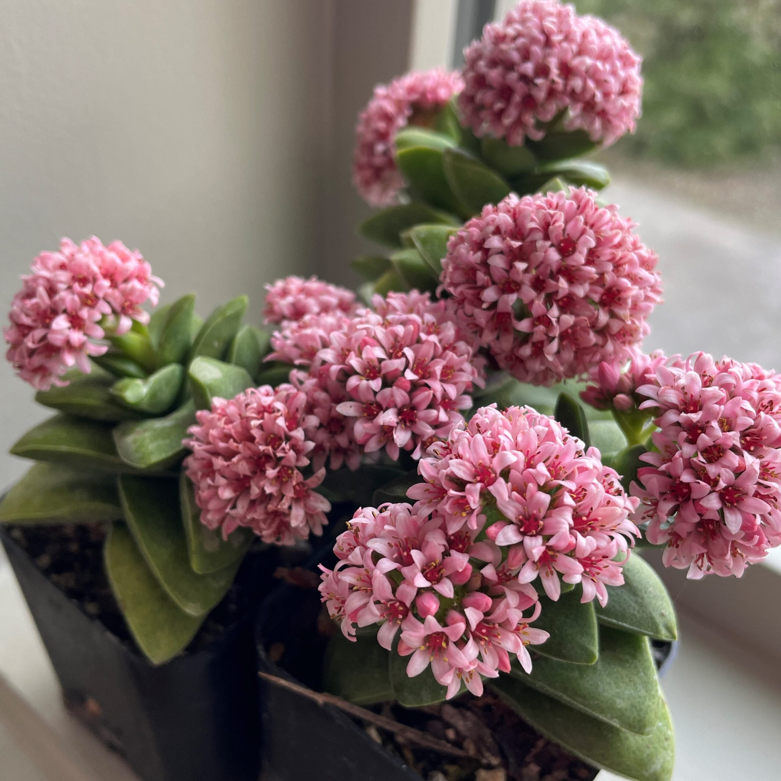 Crassula rupestris 'Springtime' (2" Pot) - Image 3
