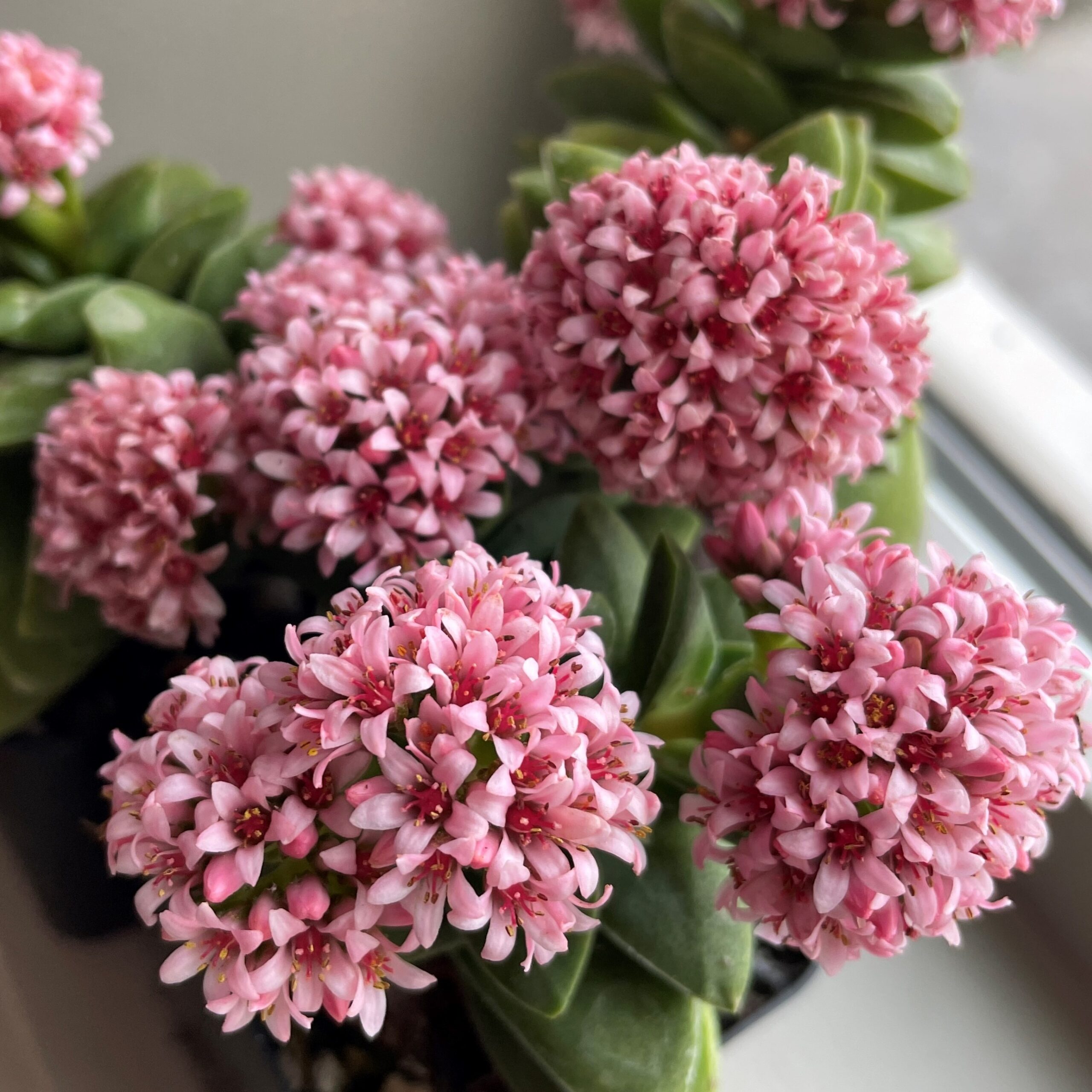 Crassula rupestris 'Springtime' (2" Pot) - Image 5