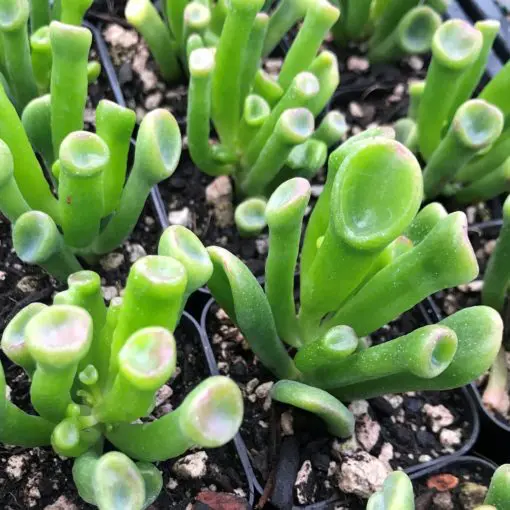 Crassula ovata 'Coral' - (2" Pot) | Little Prince of Oregon Nursery