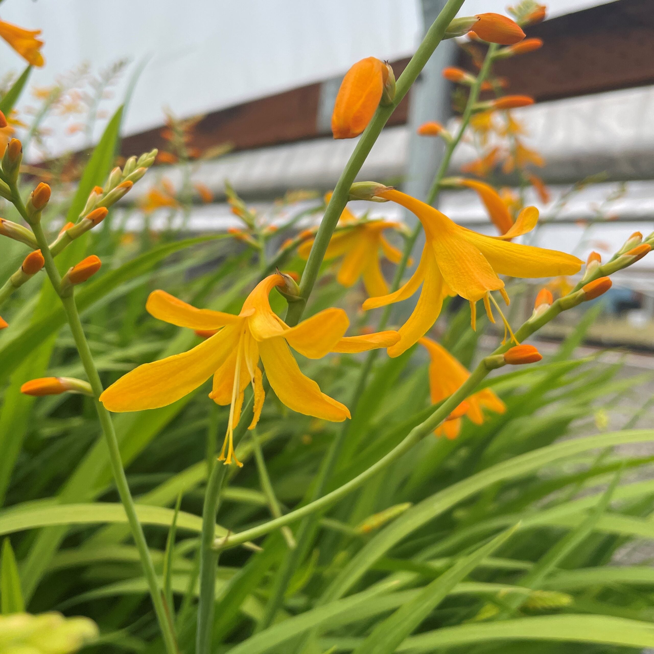 Crocosmia x crocosmiiflora 'George Davison' - Montbretia (4.5