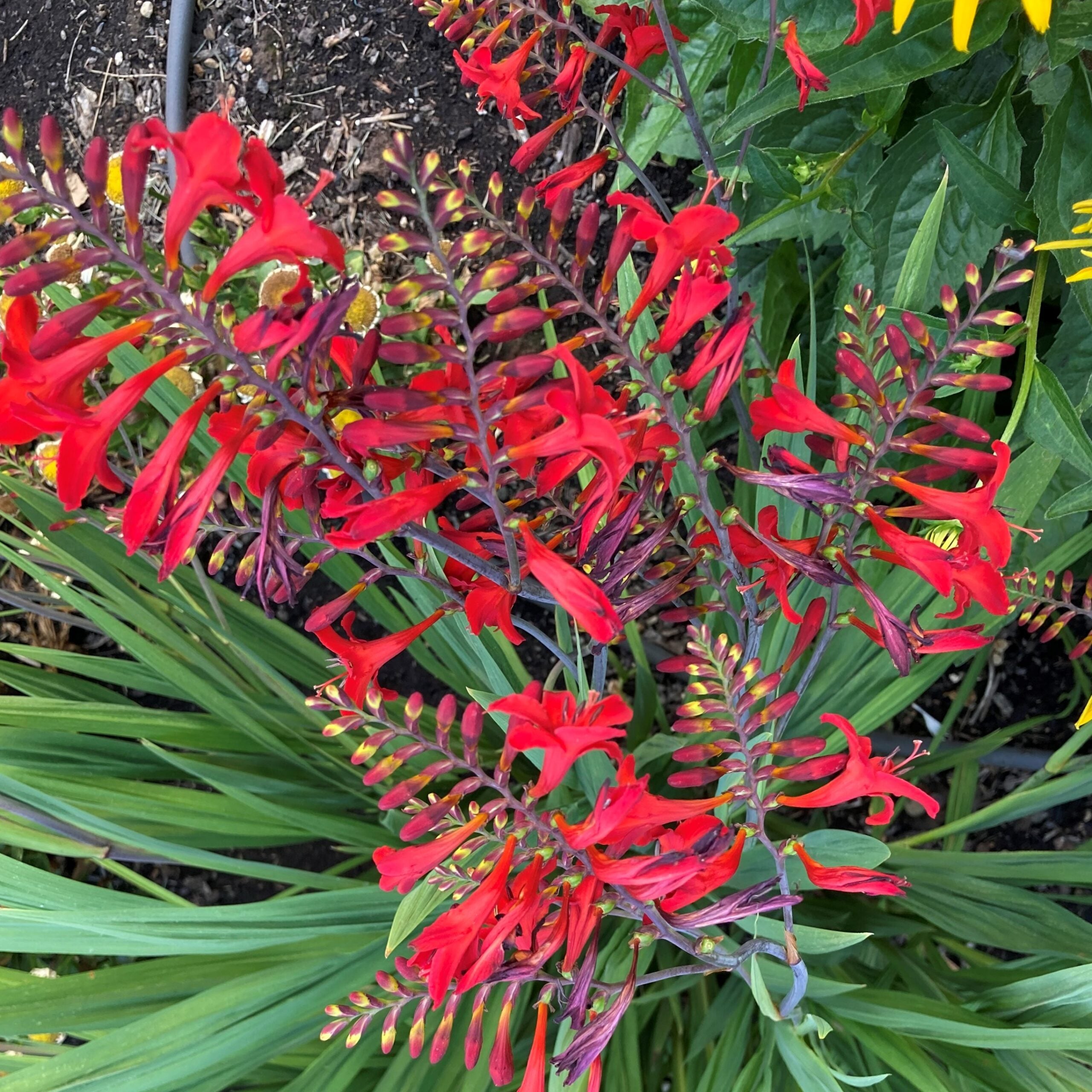 Crocosmia 'Diablito™' - Montbretia (4.5" Pot)