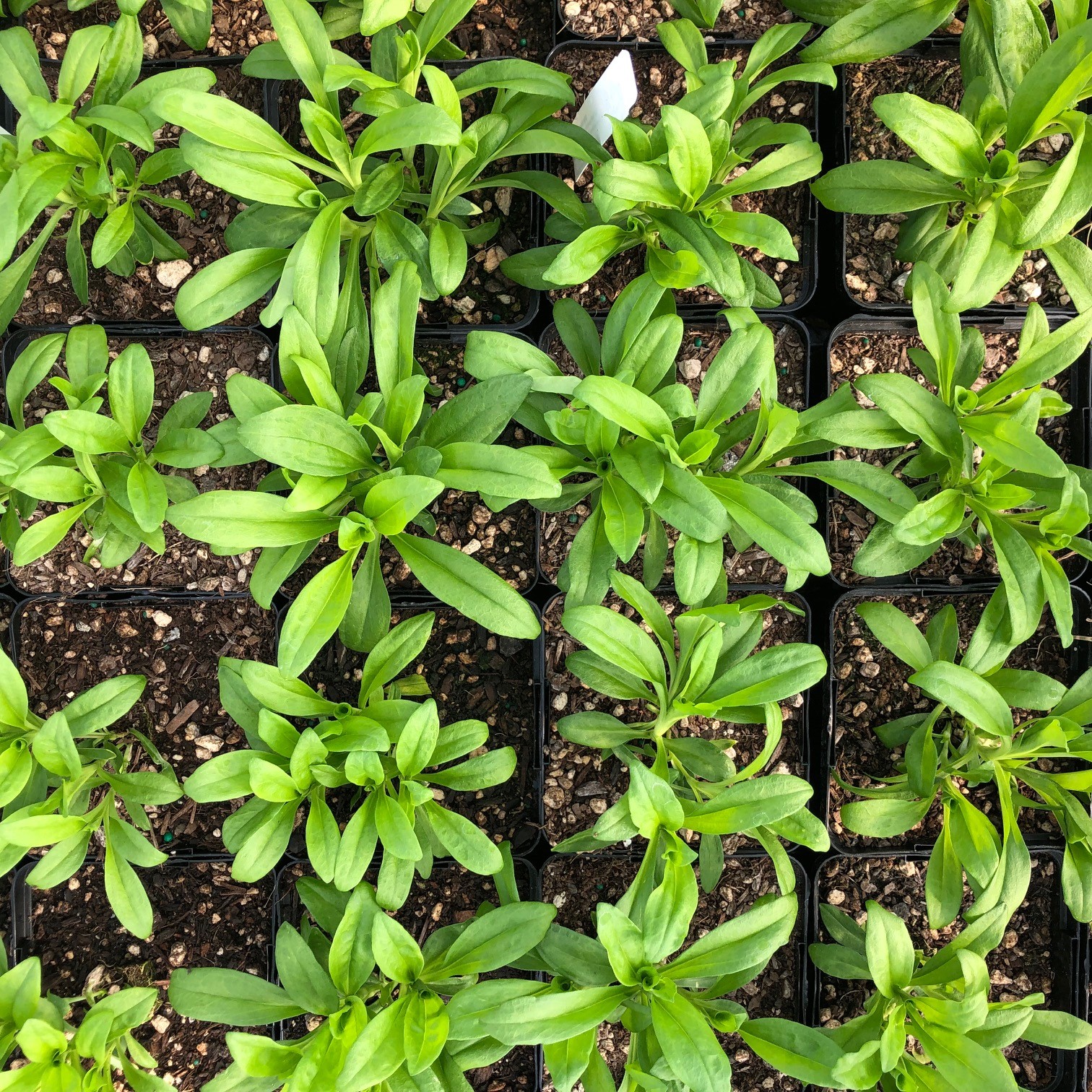 Dianthus 'Green Ball' - Sweet William (4.5" Pot) - Image 5