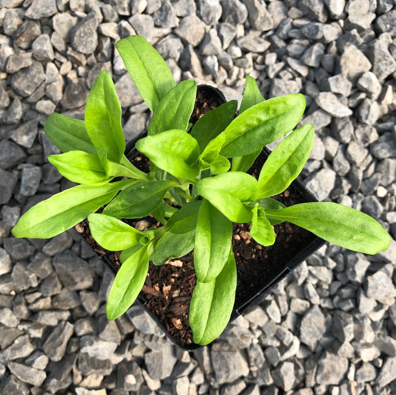 Dianthus 'Green Ball' - Sweet William (4.5" Pot) - Image 3