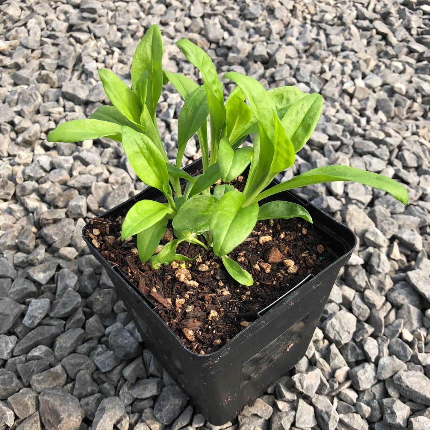 Dianthus 'Green Ball' - Sweet William (4.5" Pot) - Image 4