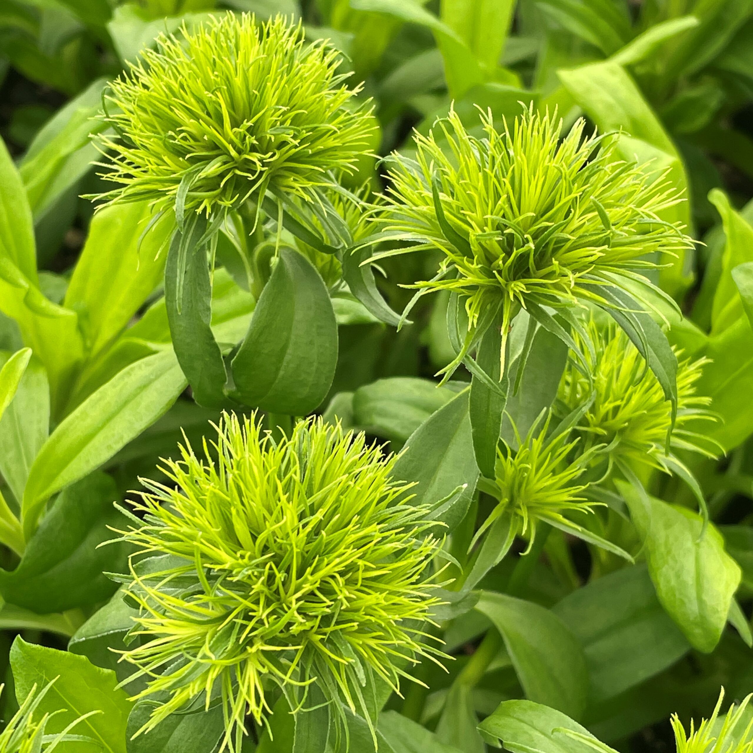 Dianthus-Green-Ball-Sweet-