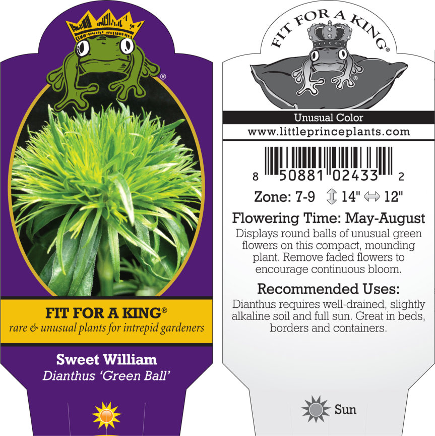 Dianthus 'Green Ball' - Sweet William (4.5" Pot) - Image 6