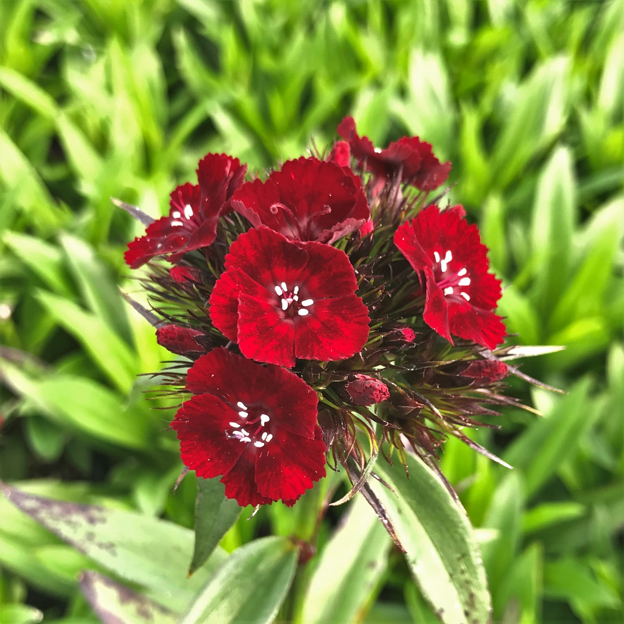 Dianthus barbatus nigrescens 'Sooty' - Sweet William (4.5" Pot) - Image 3