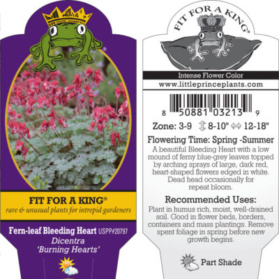 Dicentra 'Burning Hearts' - Fern-leaf Bleeding Heart USPP #20,797 (4.5" Pot)