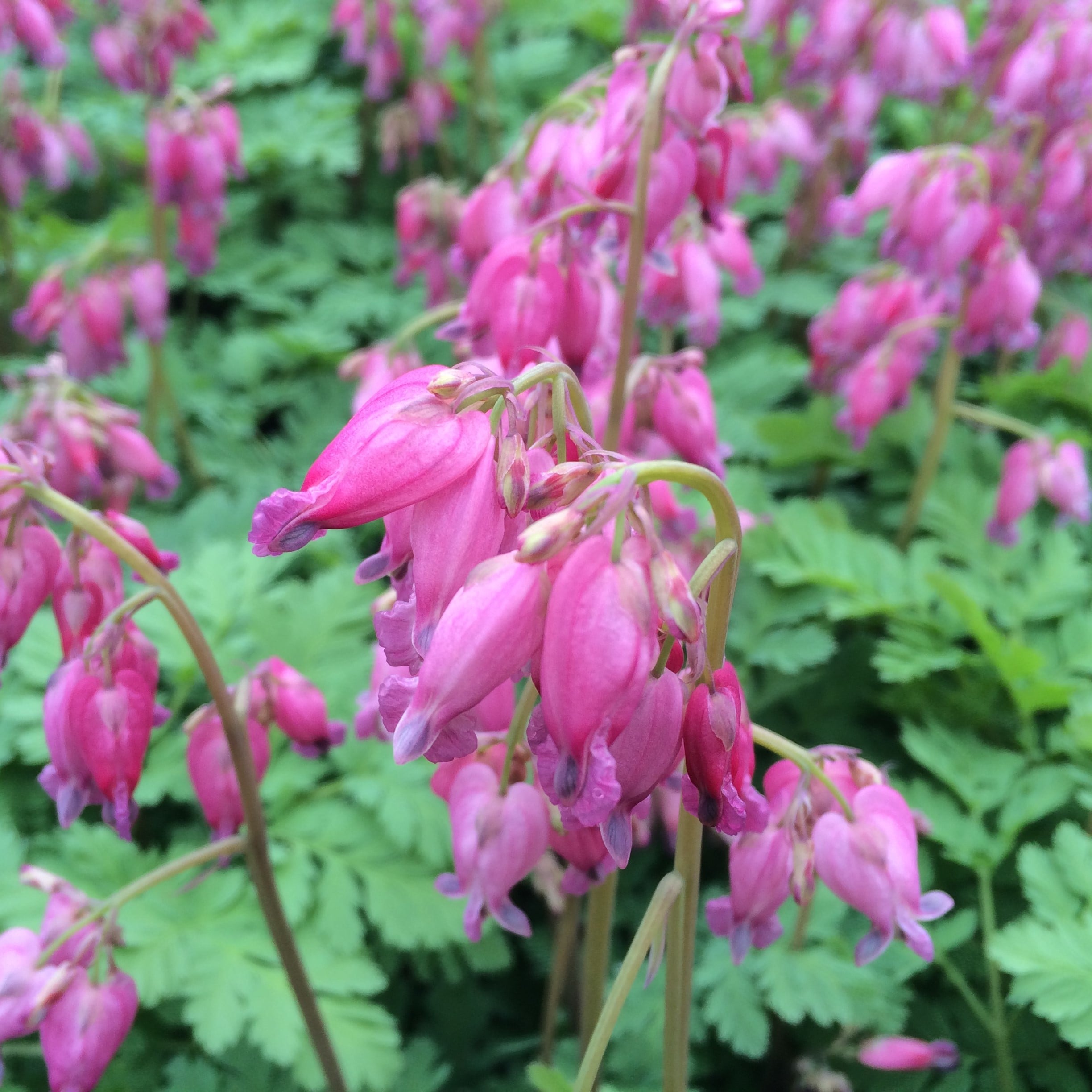 Dicentra formosa 'Luxuriant' - Bleeding Heart (#1 Round) - Image 4