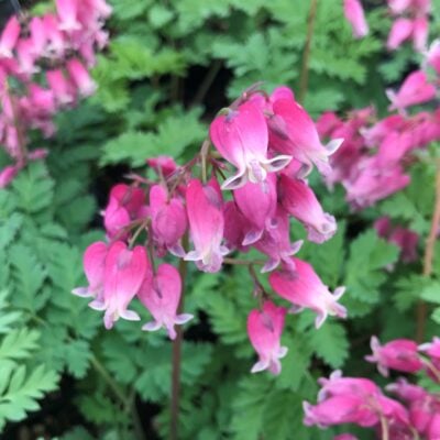 Dicentra formosa 'Luxuriant' - Bleeding Heart (#1 Round)