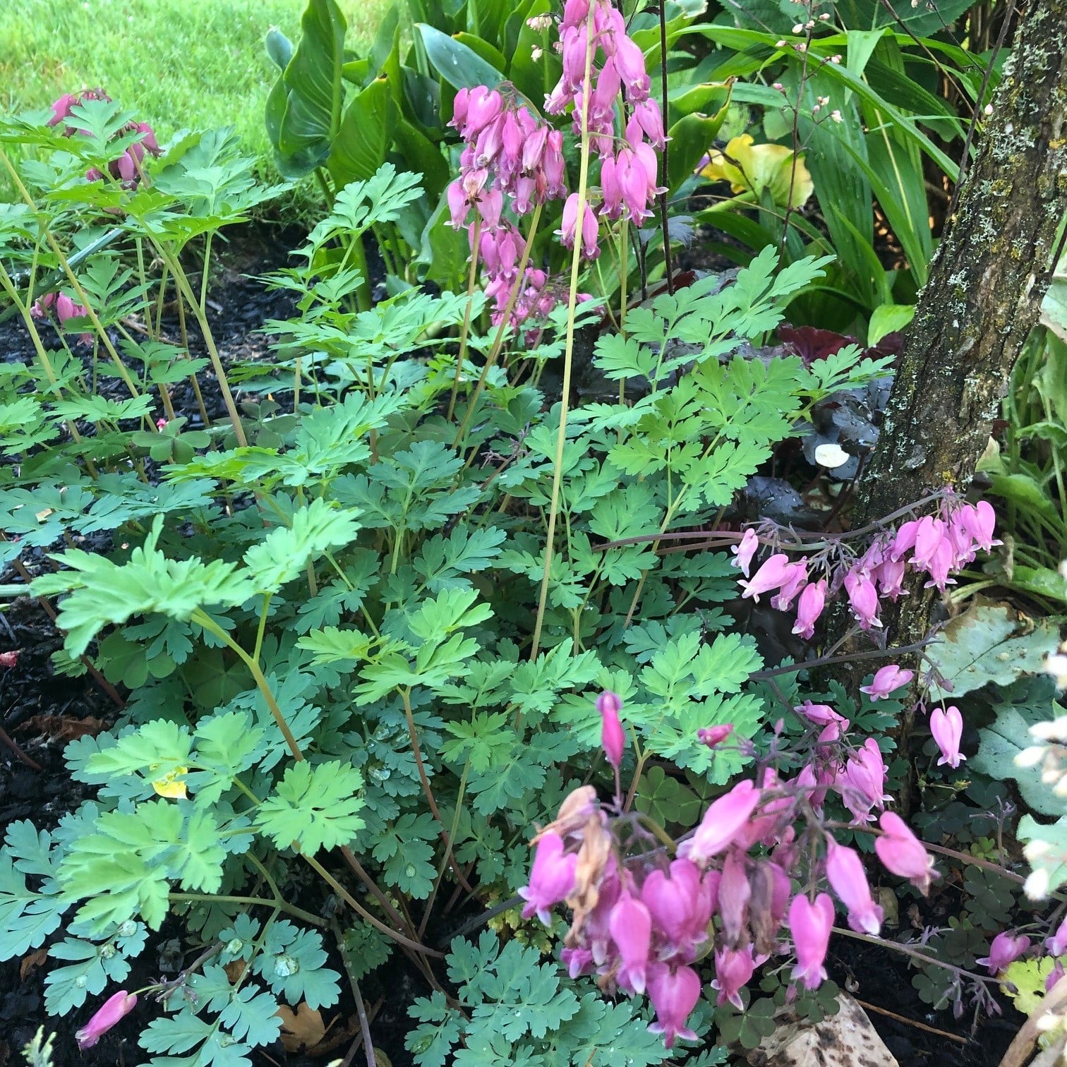 Dicentra formosa 'Luxuriant' - Bleeding Heart (#1 Round) - Image 3