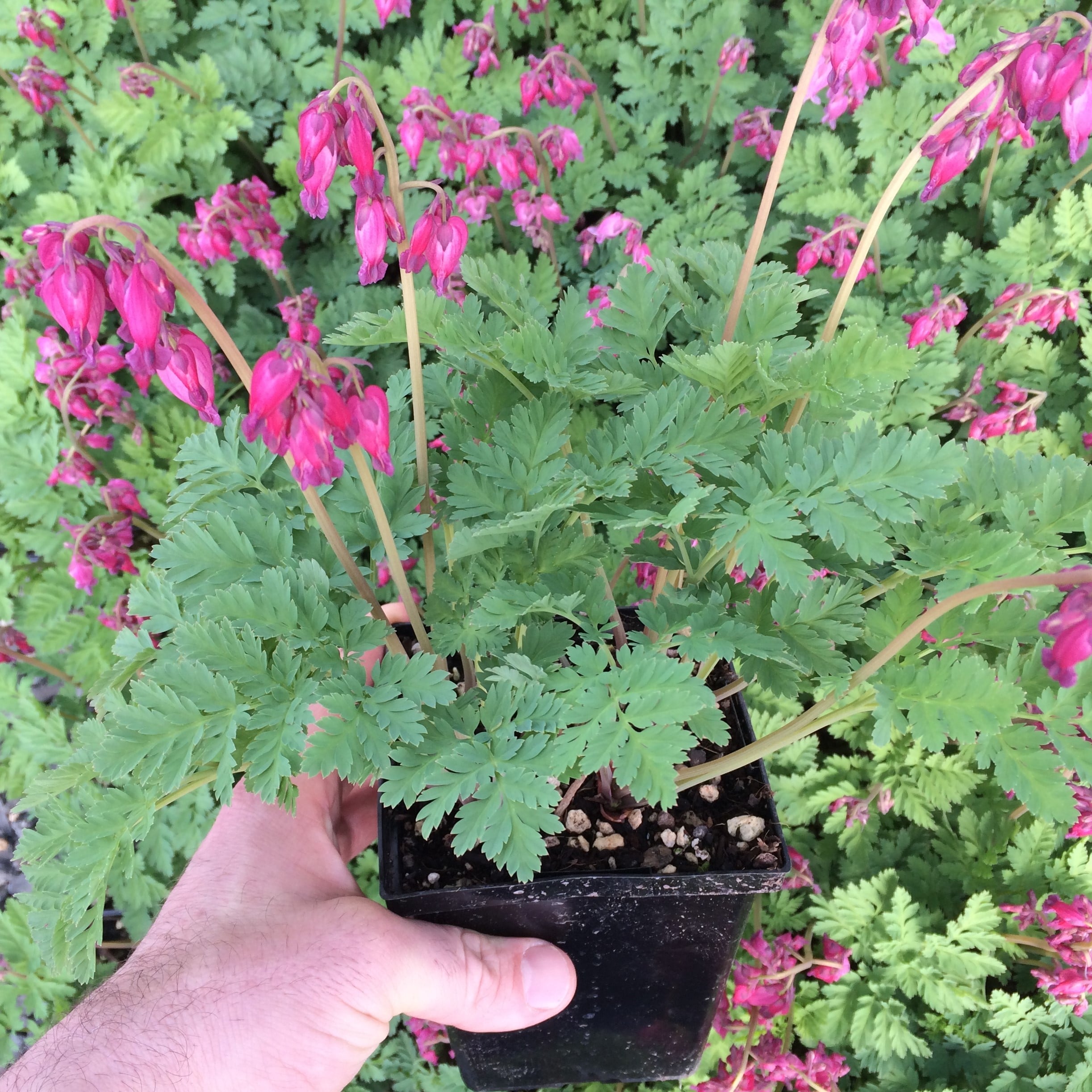 Dicentra formosa 'Luxuriant' - Bleeding Heart (#1 Round) - Image 5