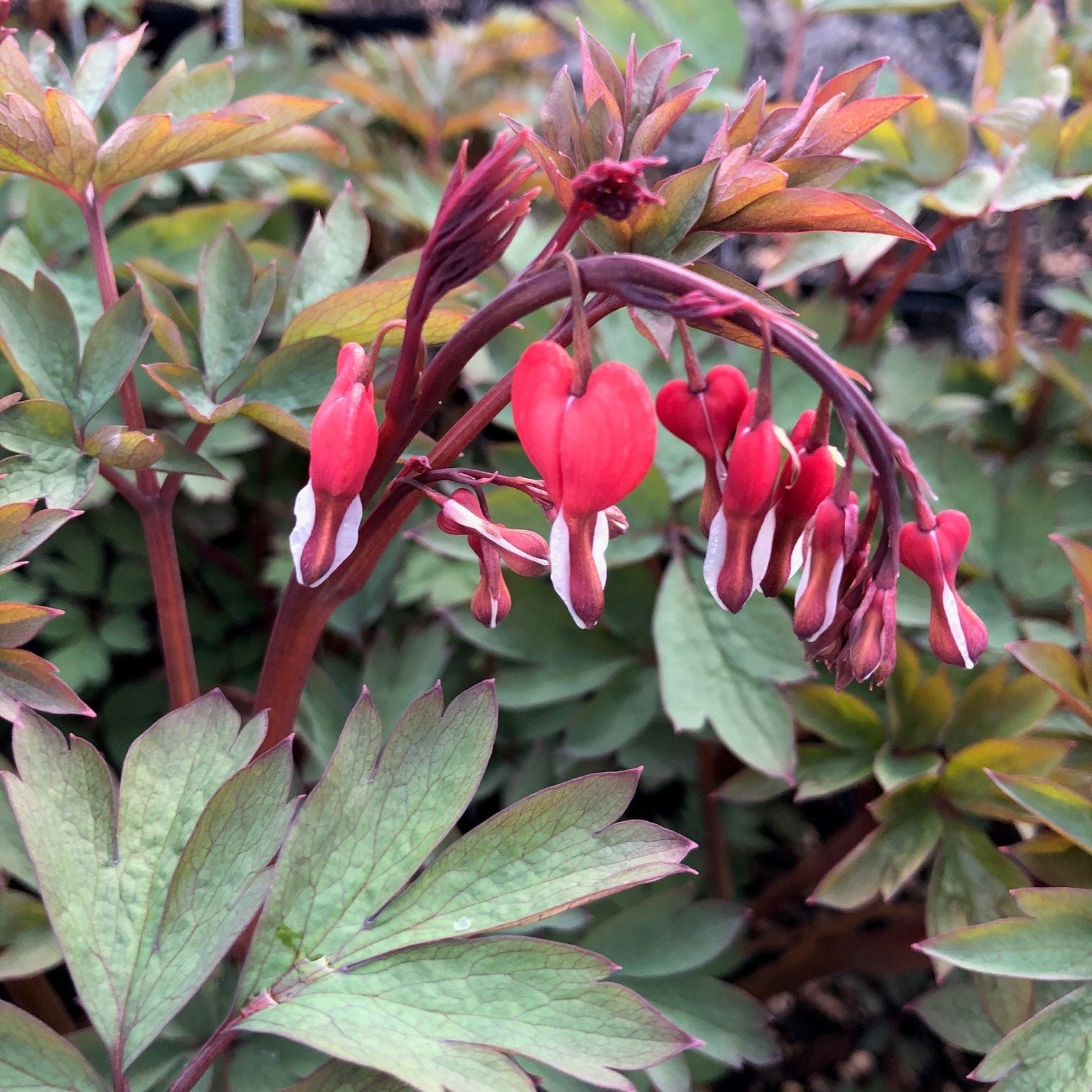 Dicentra spectabilis Valentine - Bleeding Heart USPP #22,739 (4.5" Pot) |  Little Prince of Oregon Nursery