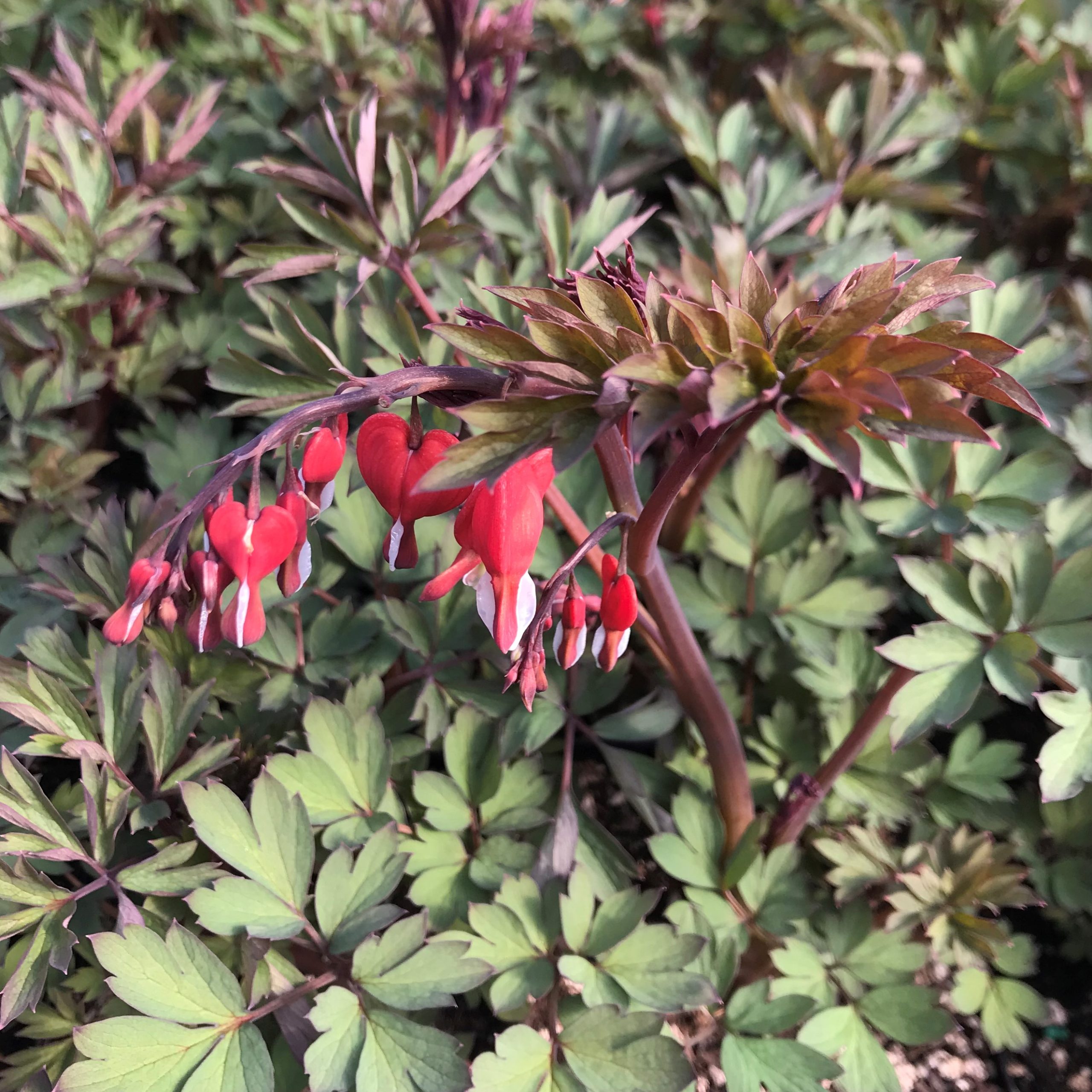 Dicentra spectabilis Valentine® - Bleeding Heart USPP #22,739 (4.5" Pot) - Image 2