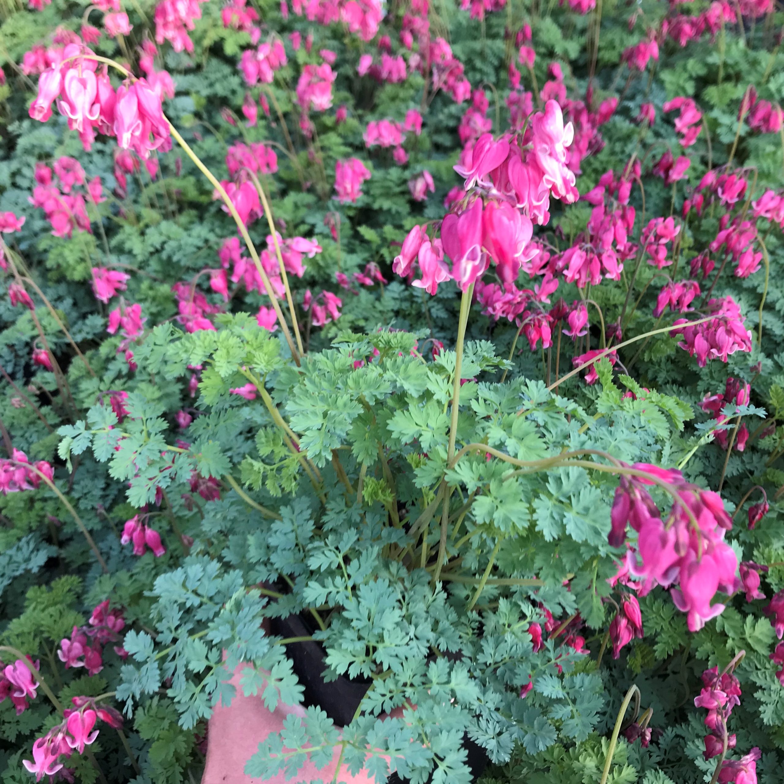 Dicentra x 'King of Hearts' - Bleeding Heart (4.5" Pot) - Image 4