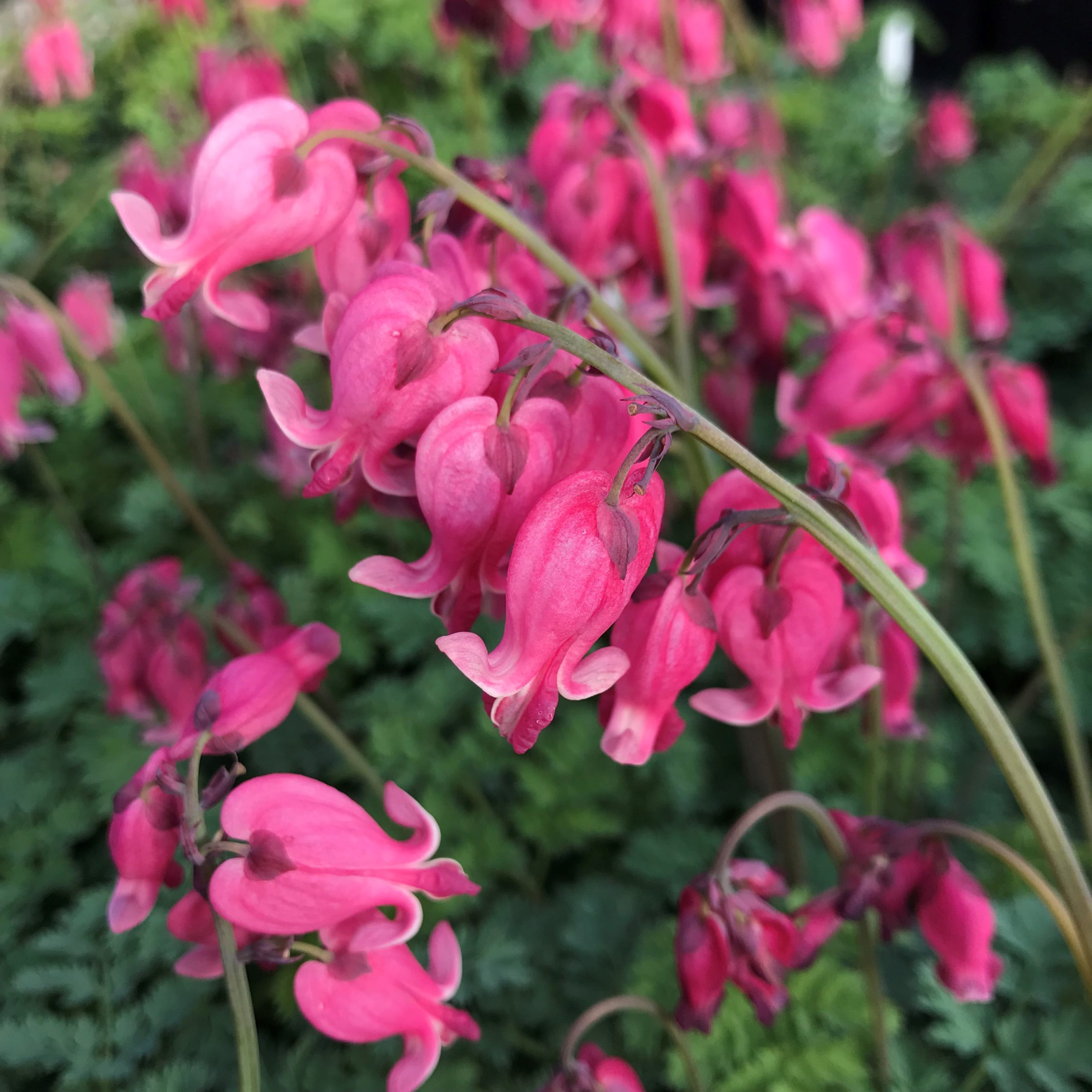 Dicentra x 'King of Hearts' - Bleeding Heart (4.5" Pot)
