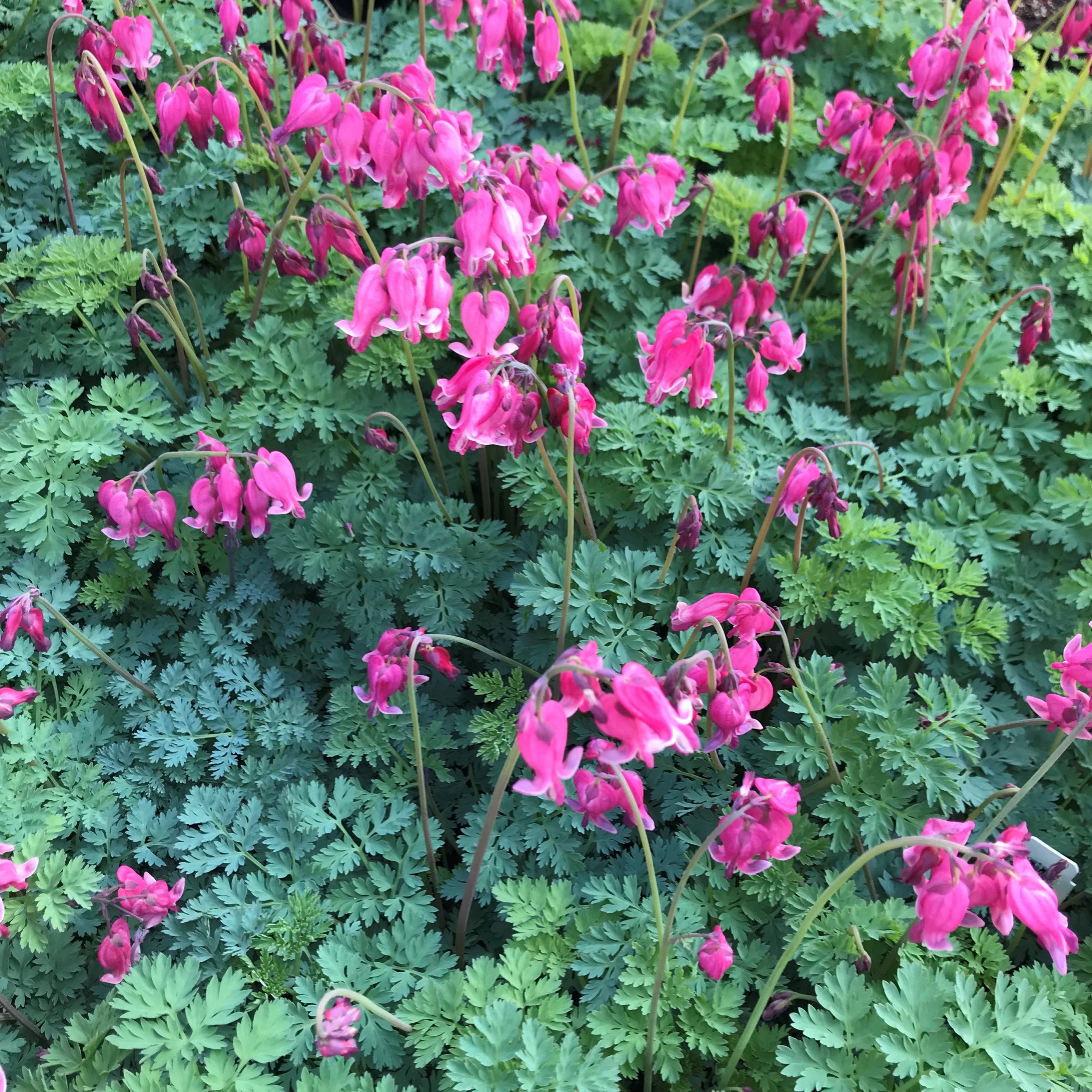 Dicentra x 'King of Hearts' - Bleeding Heart (4.5" Pot) - Image 5