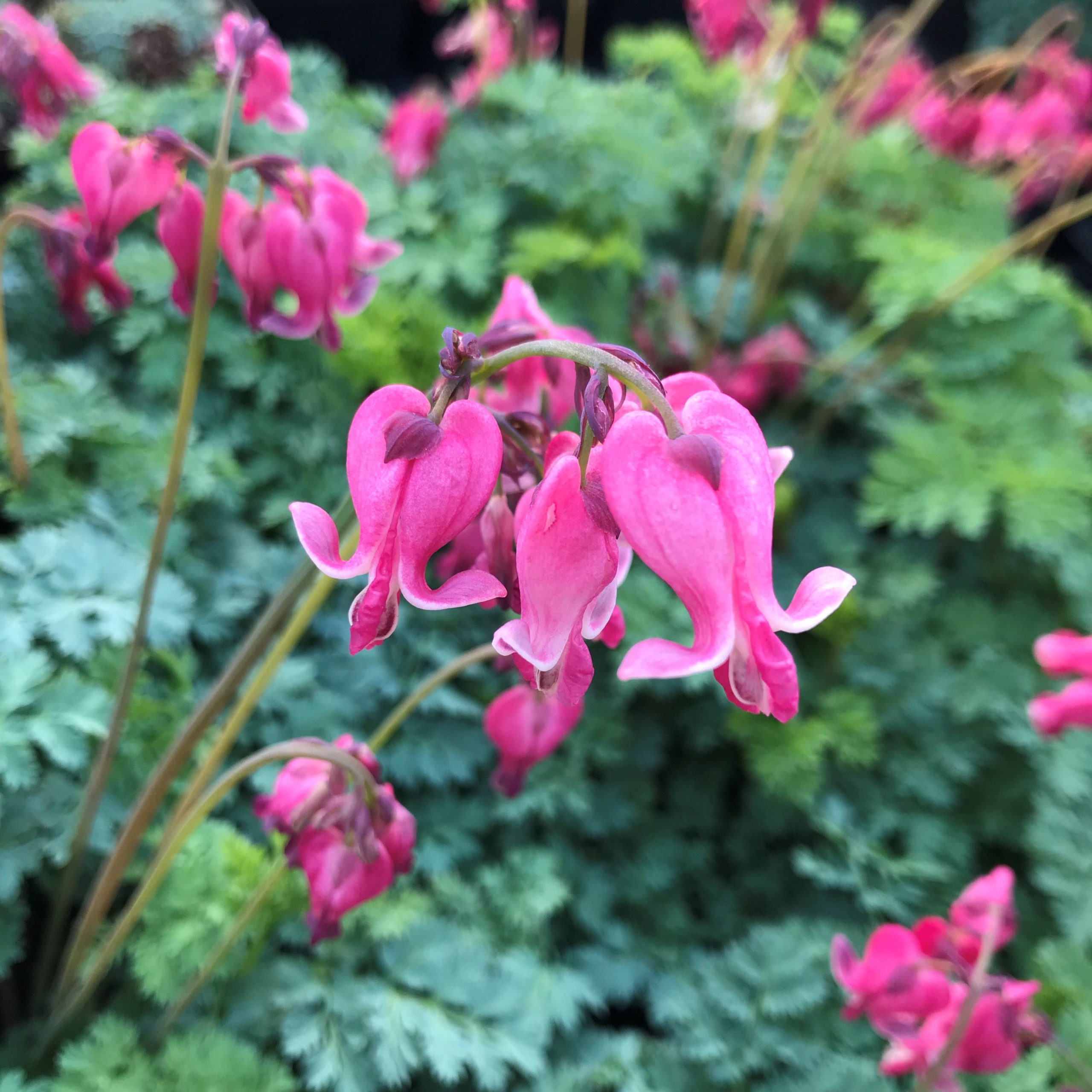 Dicentra x 'King of Hearts' - Bleeding Heart (4.5" Pot) - Image 2