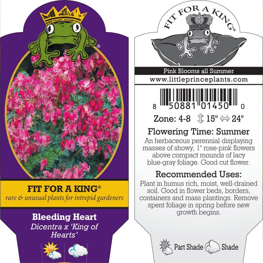 Dicentra x 'King of Hearts' - Bleeding Heart (4.5" Pot) - Image 7