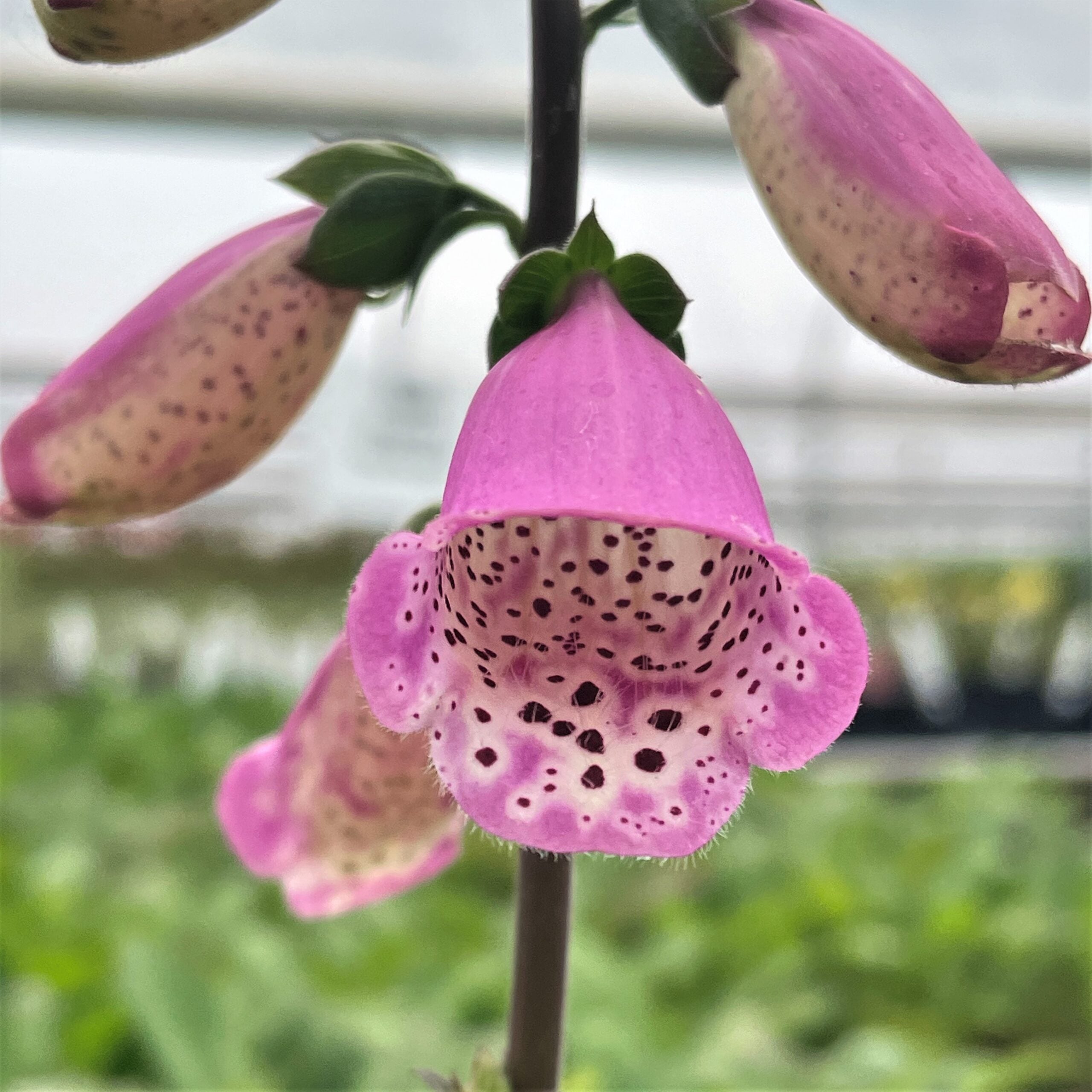 Digitalis 'Pink Panther®' - Foxglove (4" Pot) - Image 2