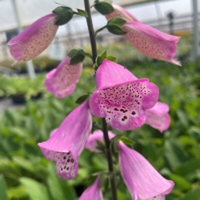 Digitalis 'Pink Panther®' - Foxglove (4" Pot)