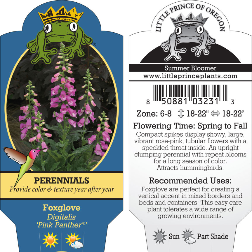 Digitalis 'Pink Panther®' - Foxglove (4" Pot) - Image 5