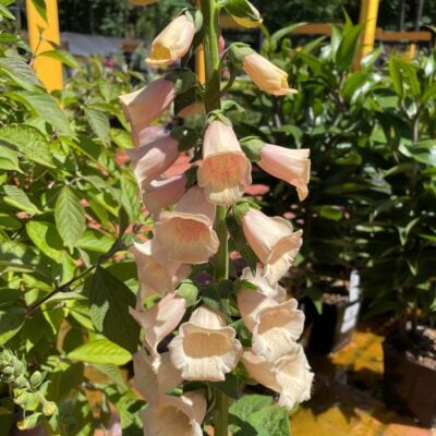 Digitalis purpurea 'Dalmatian Peach' - Foxglove (4" Pot)