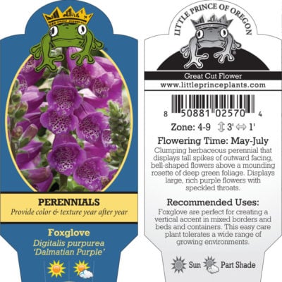 Digitalis purpurea 'Dalmatian Purple' - Foxglove (4" Pot)