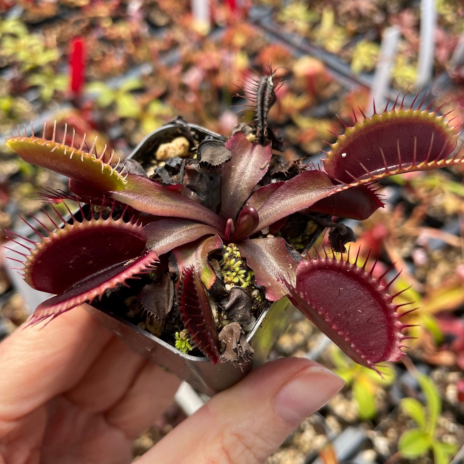 Dionaea muscipula 'Akai Ryu' - Red Dragon Venus Fly-Trap (2" Pot)