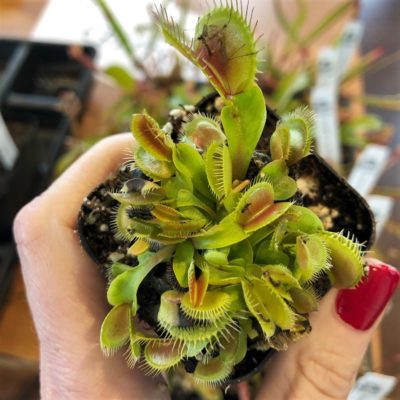 Dionaea muscipula - Venus Fly-Trap (2" Pot)