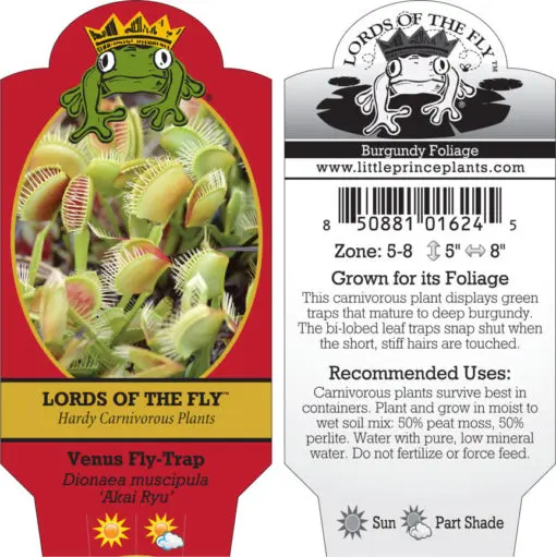 Dionaea muscipula 'Akai Ryu' - Red Dragon Venus Fly-Trap (2