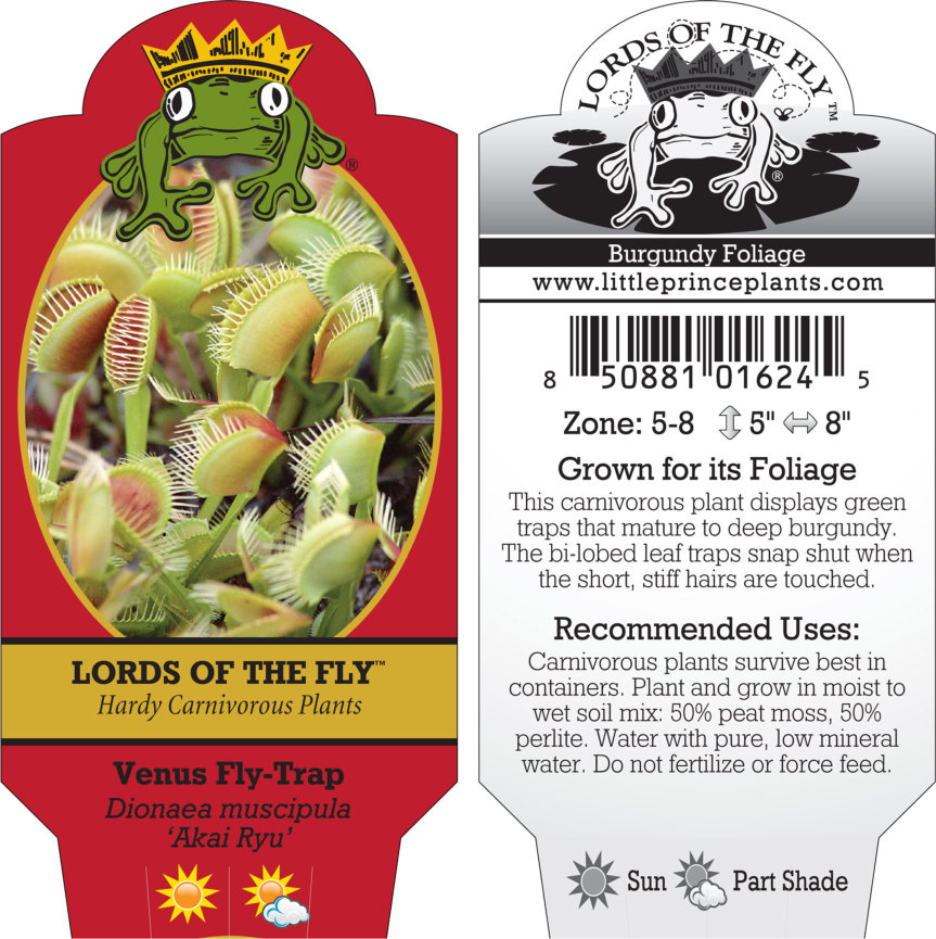 Dionaea muscipula 'Akai Ryu' - Red Dragon Venus Fly-Trap (2" Pot) - Image 2
