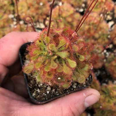Drosera spatulata - Spoon-Leaf Sundew (2" Pot)