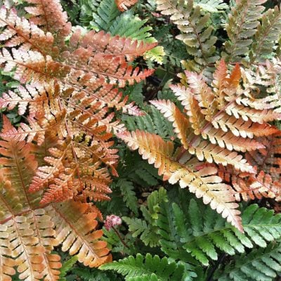 Dryopteris erythrosora 'Brilliance' - Autumn Fern (3.5" Pot)