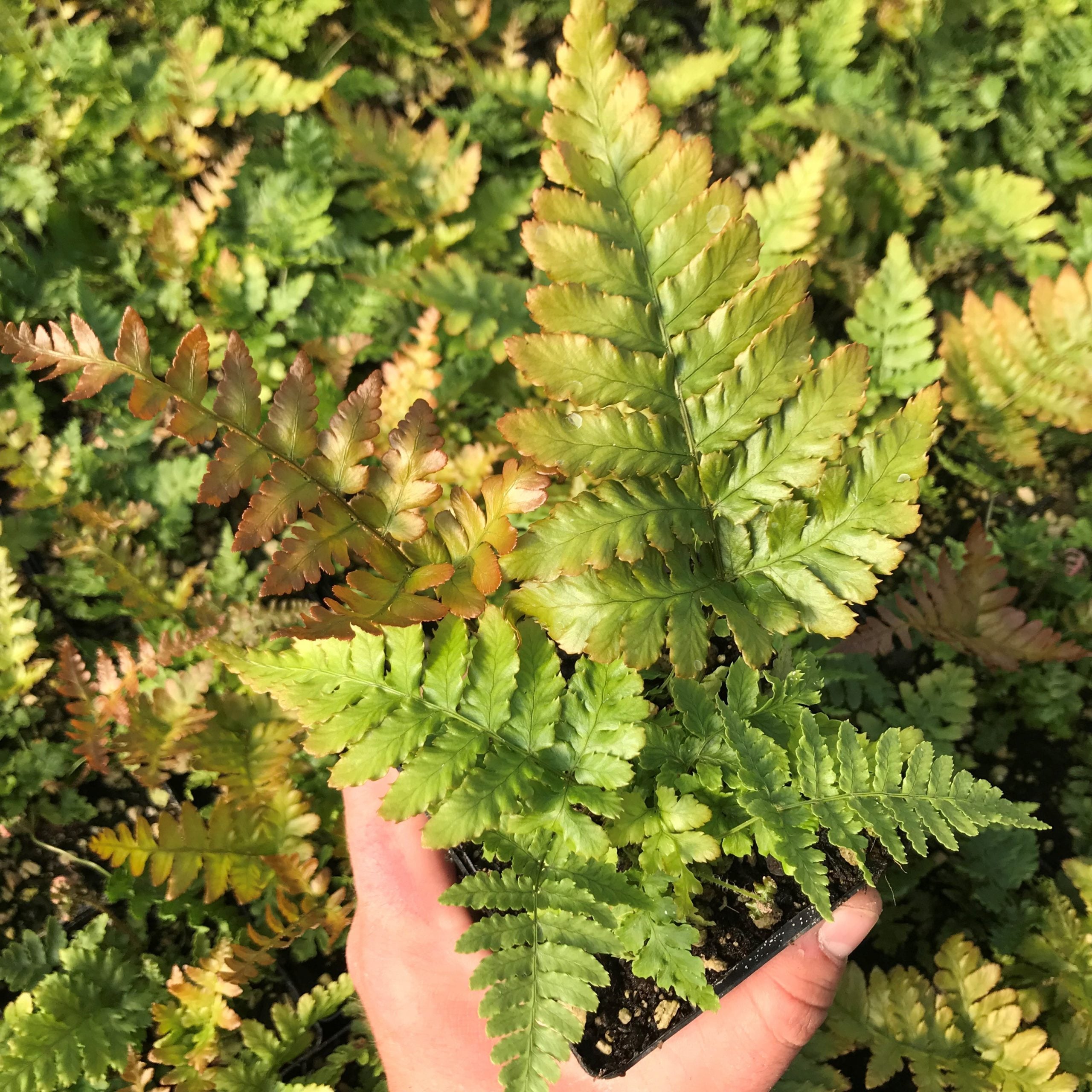 Dryopteris erythrosora 'Brilliance' - Autumn Fern (3.5" Pot) - Image 2