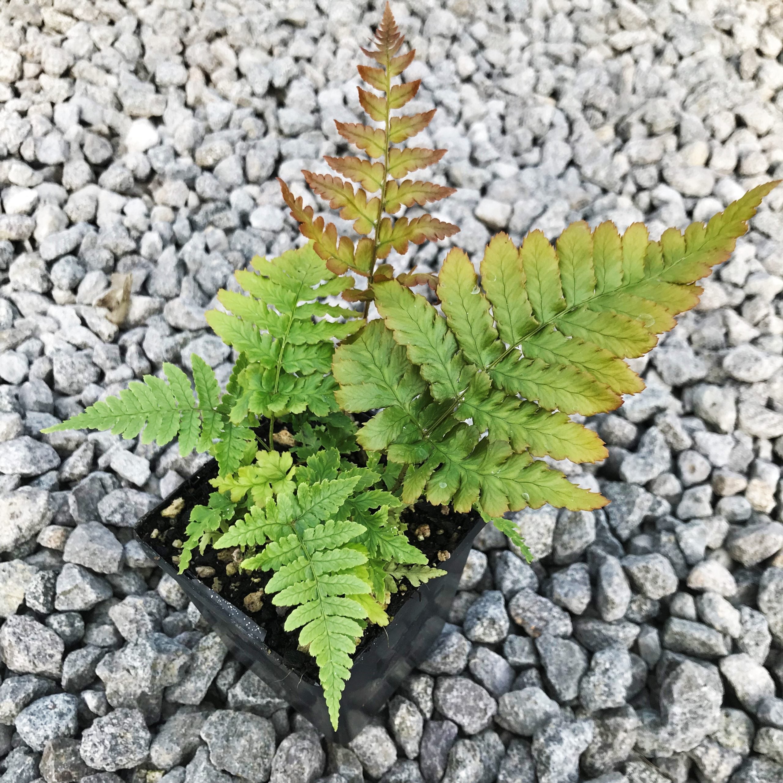 Dryopteris erythrosora 'Brilliance' - Autumn Fern (3.5" Pot) - Image 4