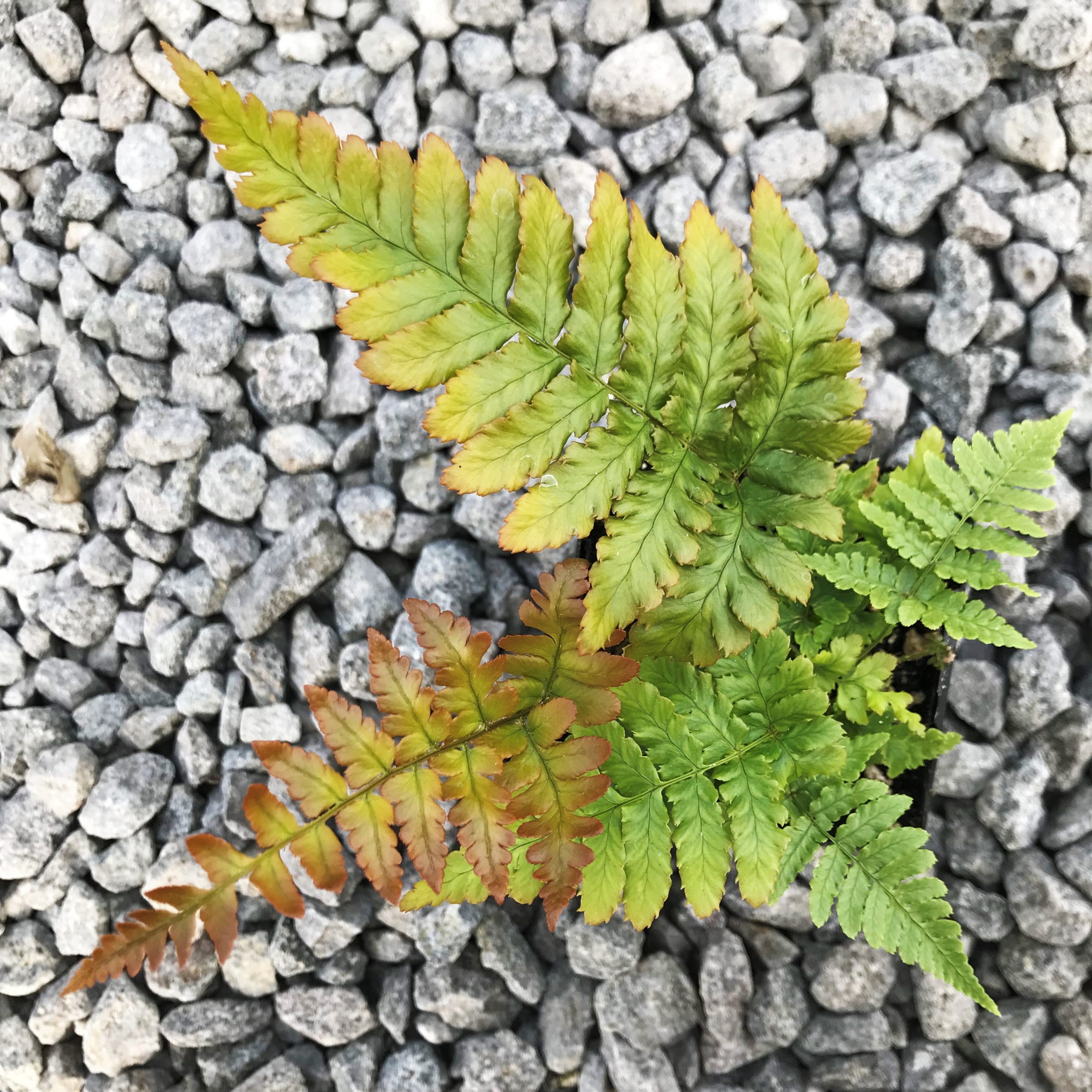 Dryopteris erythrosora 'Brilliance' - Autumn Fern (3.5" Pot) - Image 5