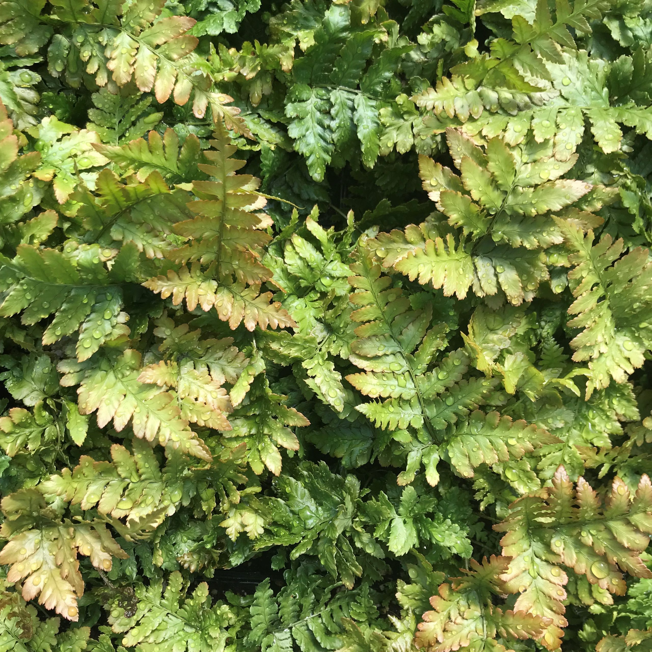 Dryopteris erythrosora 'Brilliance' - Autumn Fern (3.5" Pot) - Image 6