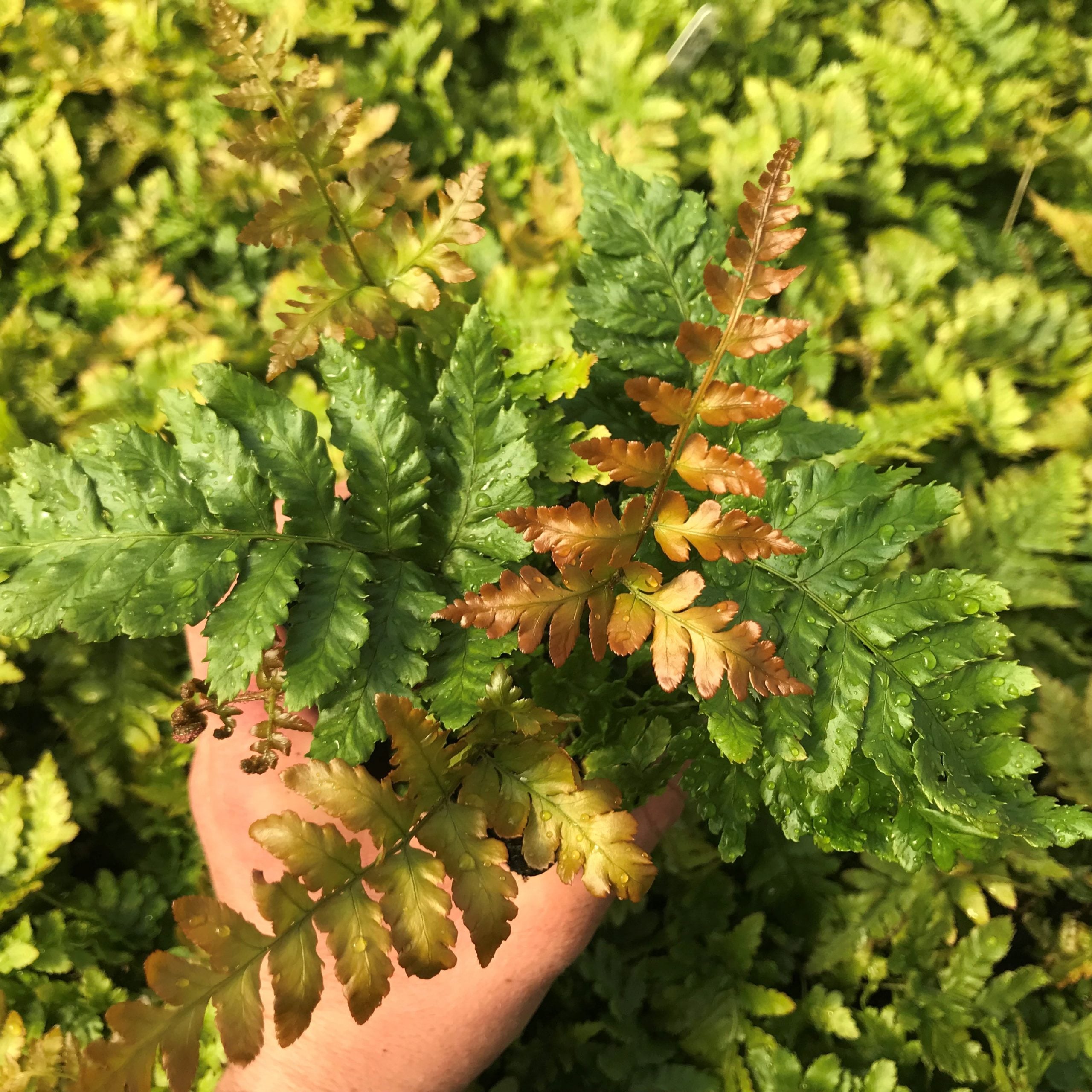 Dryopteris erythrosora 'Brilliance' - Autumn Fern (3.5" Pot) - Image 3