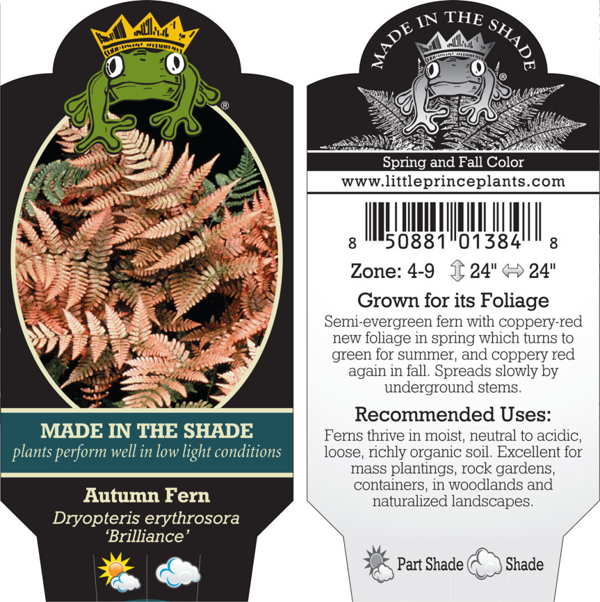 Dryopteris erythrosora 'Brilliance' - Autumn Fern (3.5" Pot) - Image 7